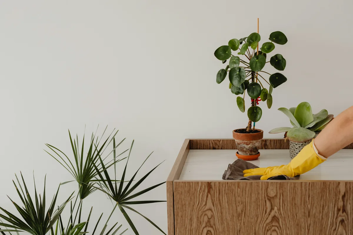 Gloved hand wiping a wooden cabinet beside houseplants